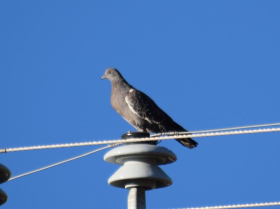 Spot-winged Pigeon - ML63674941