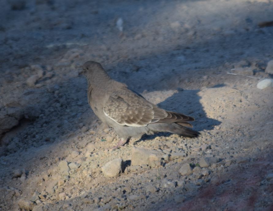 Spot-winged Pigeon - ML63674951