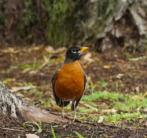 American Robin - TG Fannon