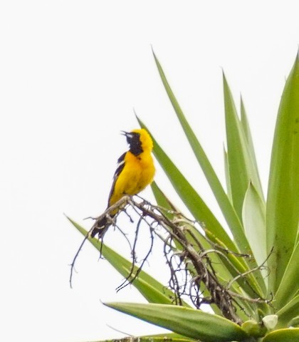 Hooded Oriole - TG Fannon