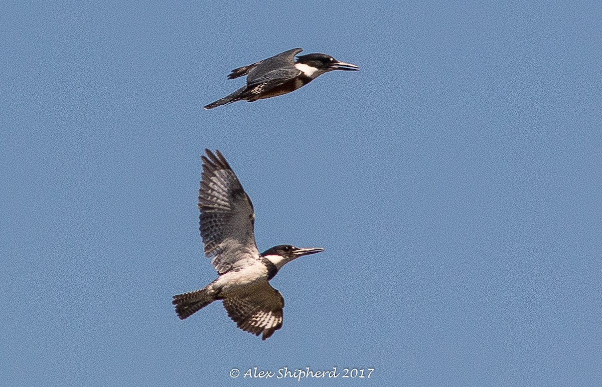 Belted Kingfisher - Alex Shipherd