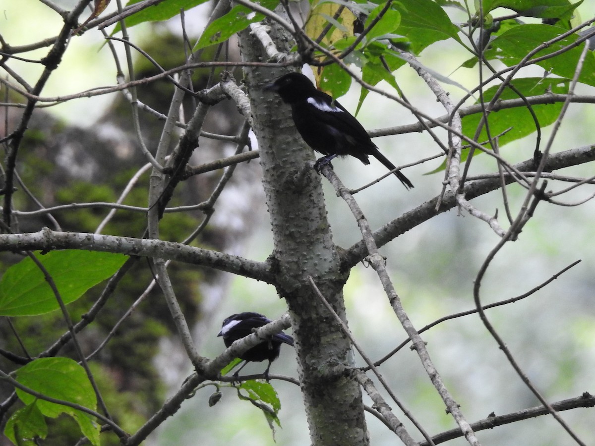 White-shouldered Tanager - ML63676571