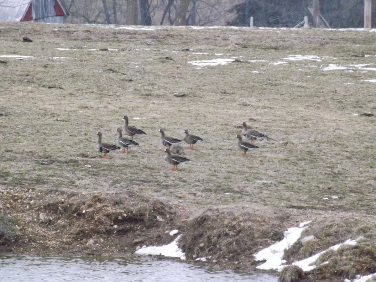 Greater White-fronted Goose - Jerry Decker