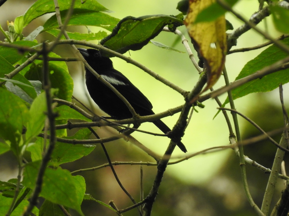 White-shouldered Tanager - ML63676691