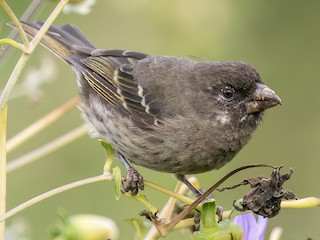 - Thick-billed Seedeater