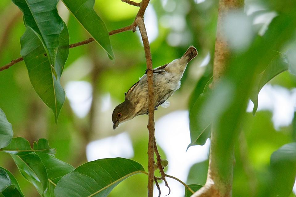 Thick-billed Flowerpecker (obsoletum Group) - Wich’yanan Limparungpatthanakij