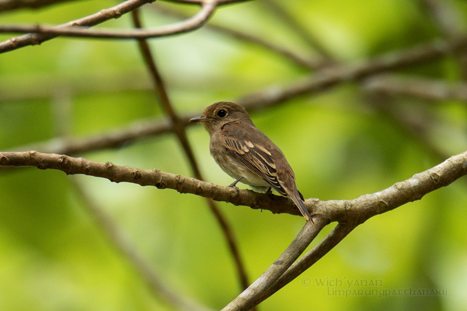 Brown-streaked Flycatcher (Brown-streaked) - Wich’yanan Limparungpatthanakij
