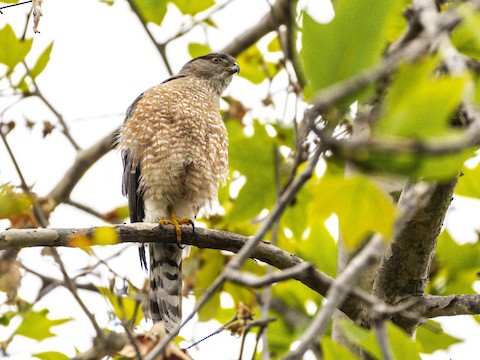 Cooper's Hawk - James Kendall
