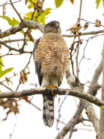 Cooper's Hawk - James Kendall