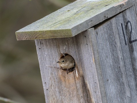 Northern House Wren - James Kendall