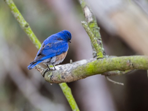 Western Bluebird - James Kendall