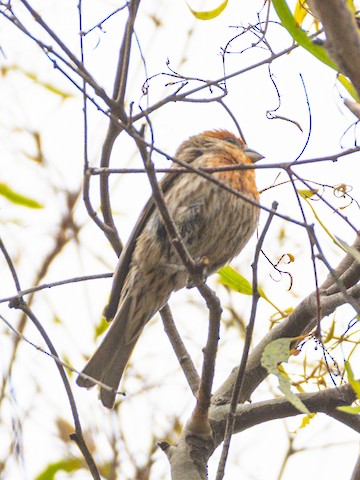 House Finch - James Kendall