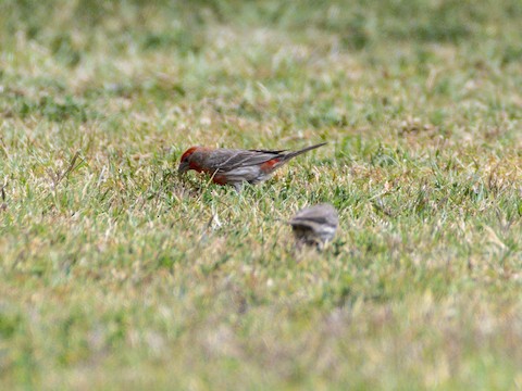 House Finch - James Kendall