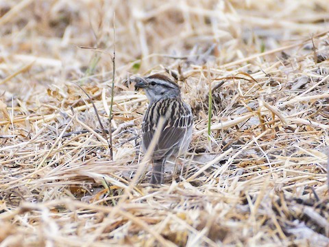 Chipping Sparrow - James Kendall