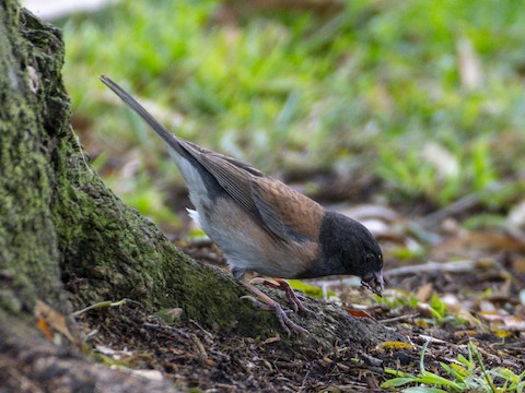 Dark-eyed Junco - James Kendall
