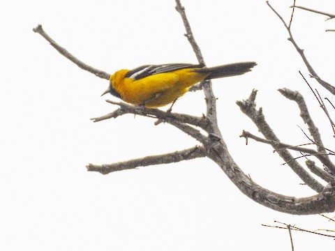 Hooded Oriole - James Kendall