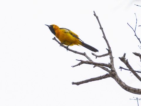 Hooded Oriole - James Kendall