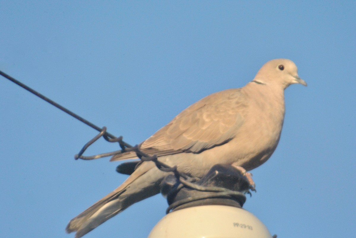 Eurasian Collared-Dove - ML63680441