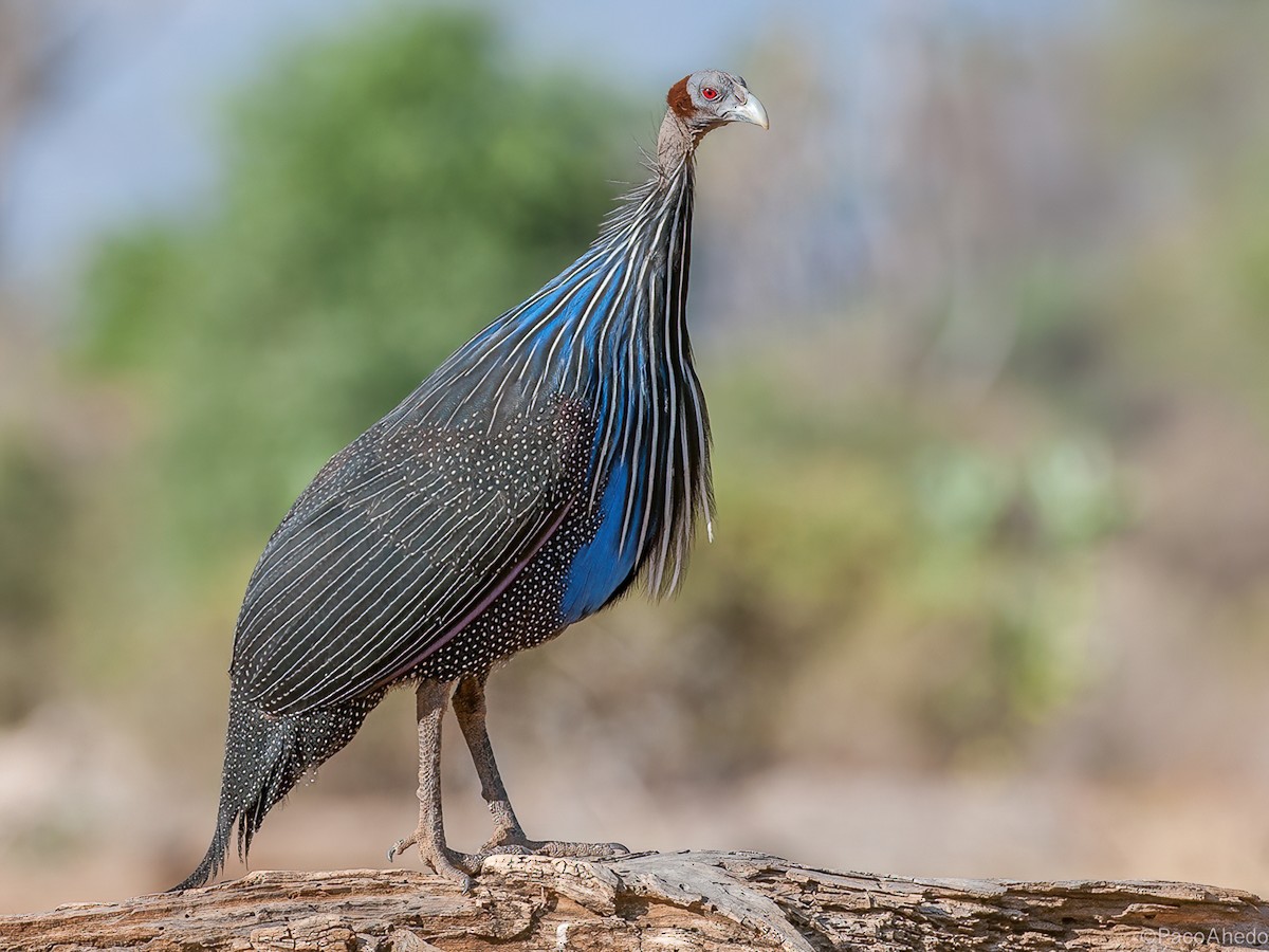 Vulturine Guineafowl - Acryllium vulturinum - Birds of the World