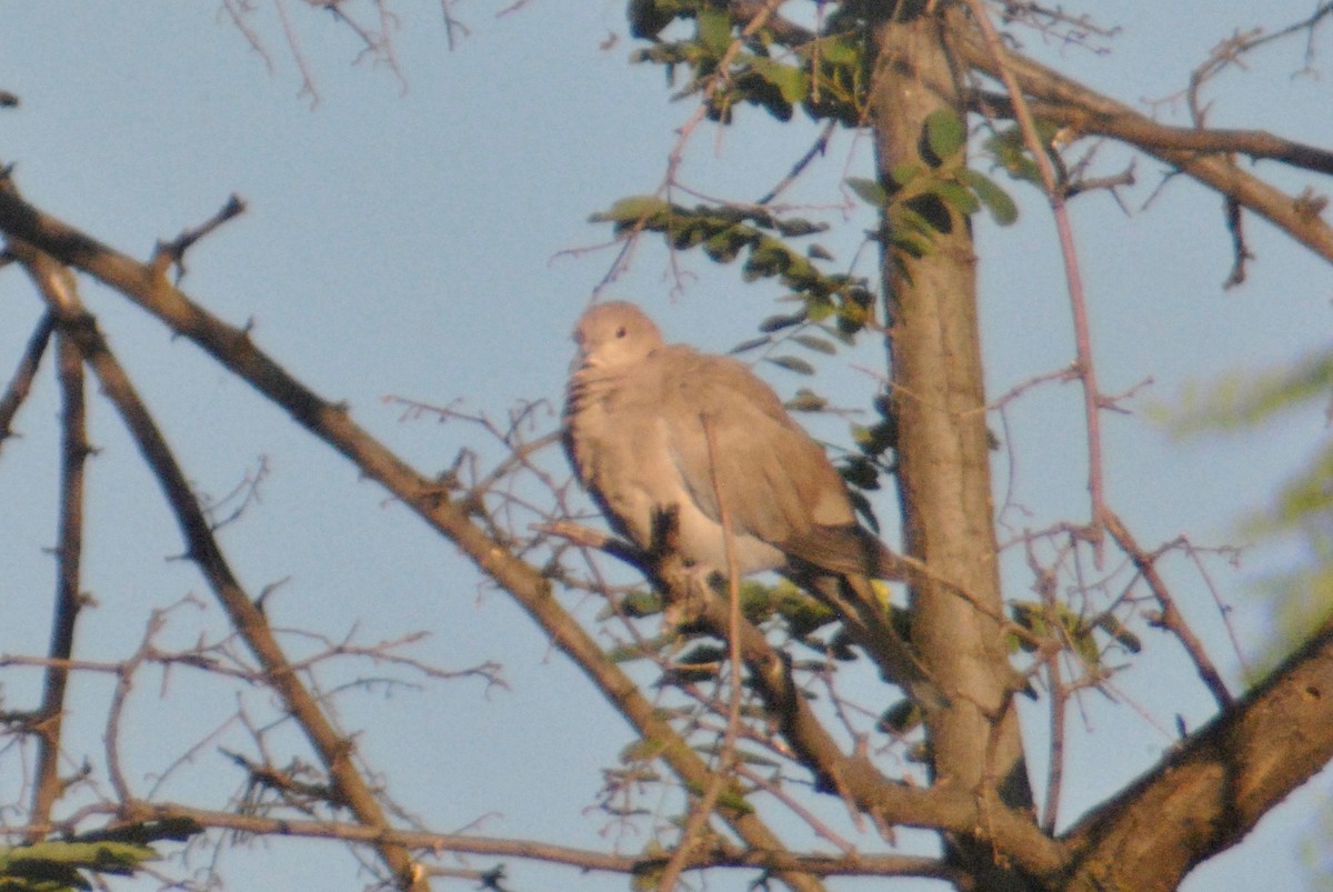 Eurasian Collared-Dove - ML63680601