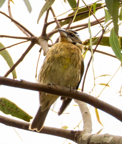 Black-headed Grosbeak - TG Fannon
