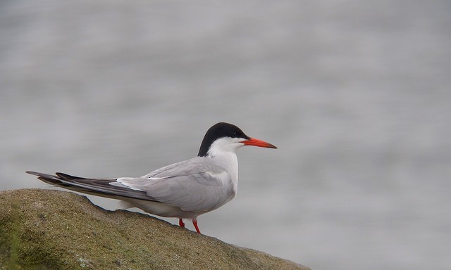 Common Tern - ML63683991