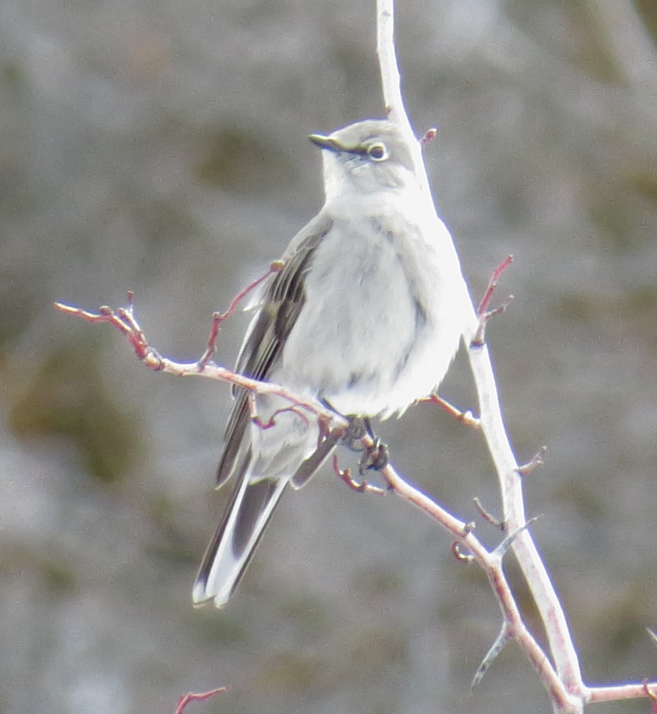 Townsend's Solitaire - ML63684821