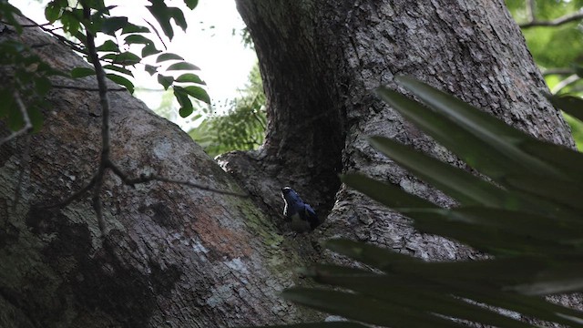  - White-bellied Tanager