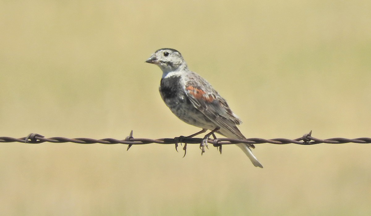 Thick-billed Longspur - ML63684921