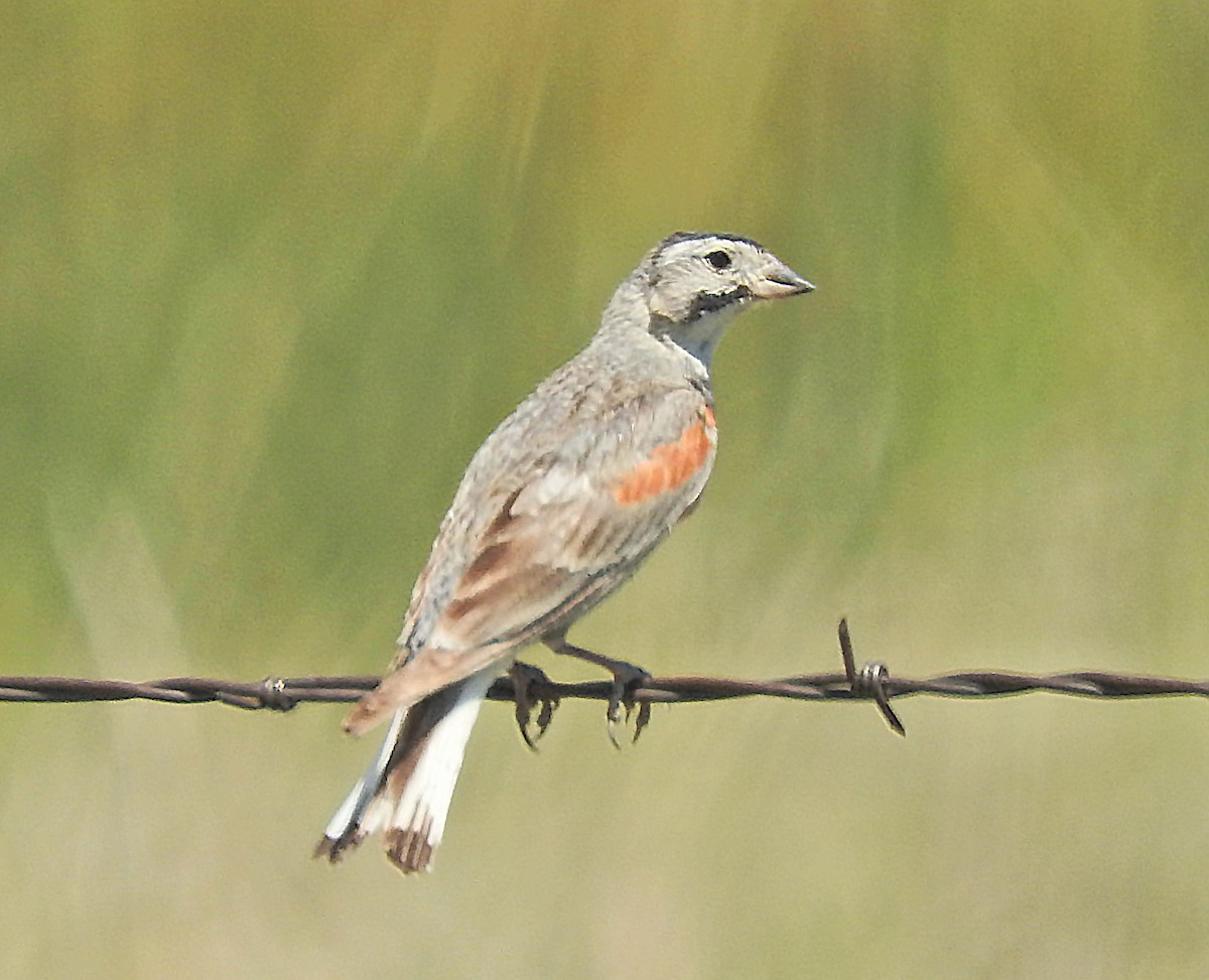 Thick-billed Longspur - ML63684931