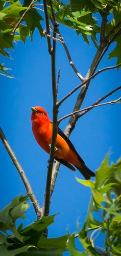 Scarlet Tanager - ML63685081