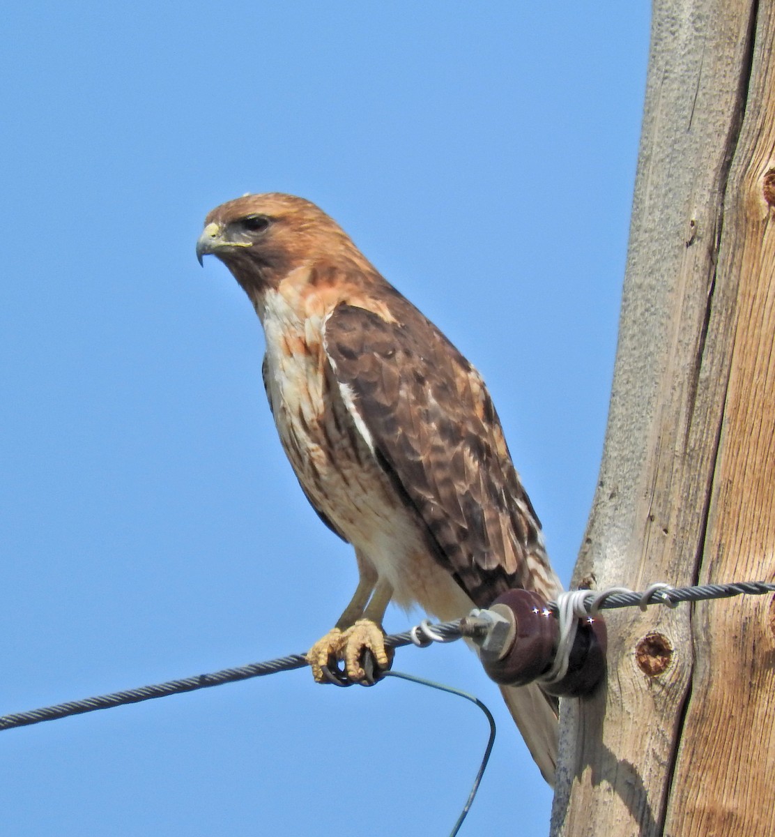 Red-tailed Hawk - ML63685741