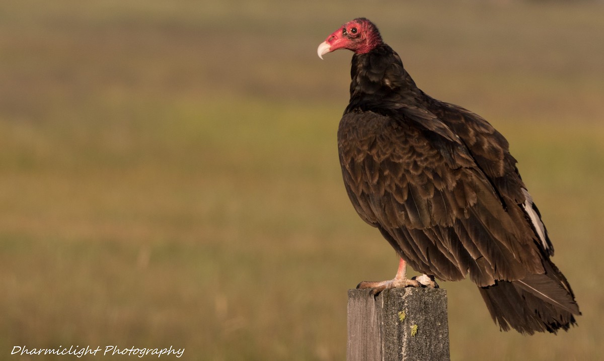 Turkey Vulture - Susan Nagi
