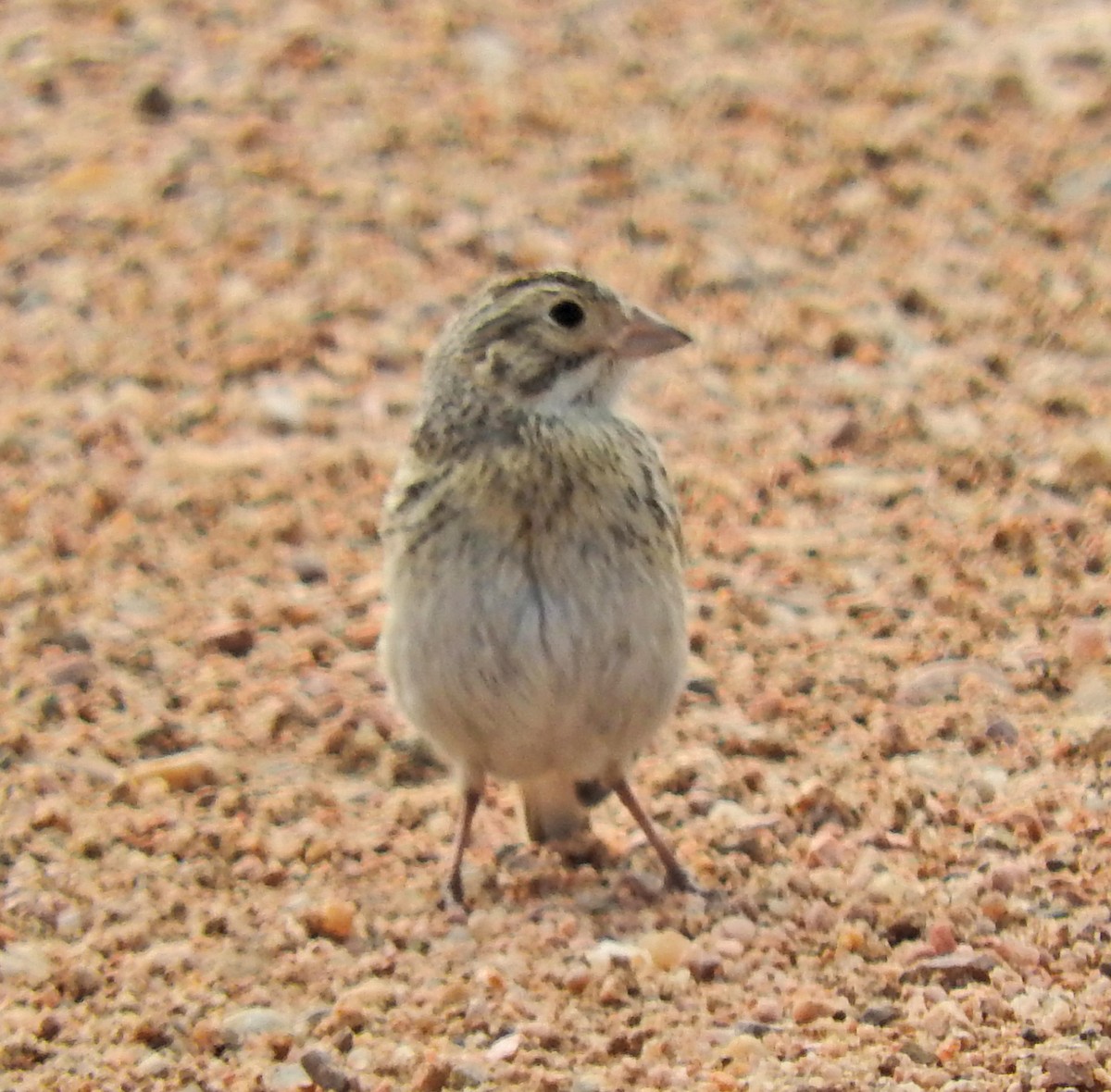 Thick-billed Longspur - ML63686581