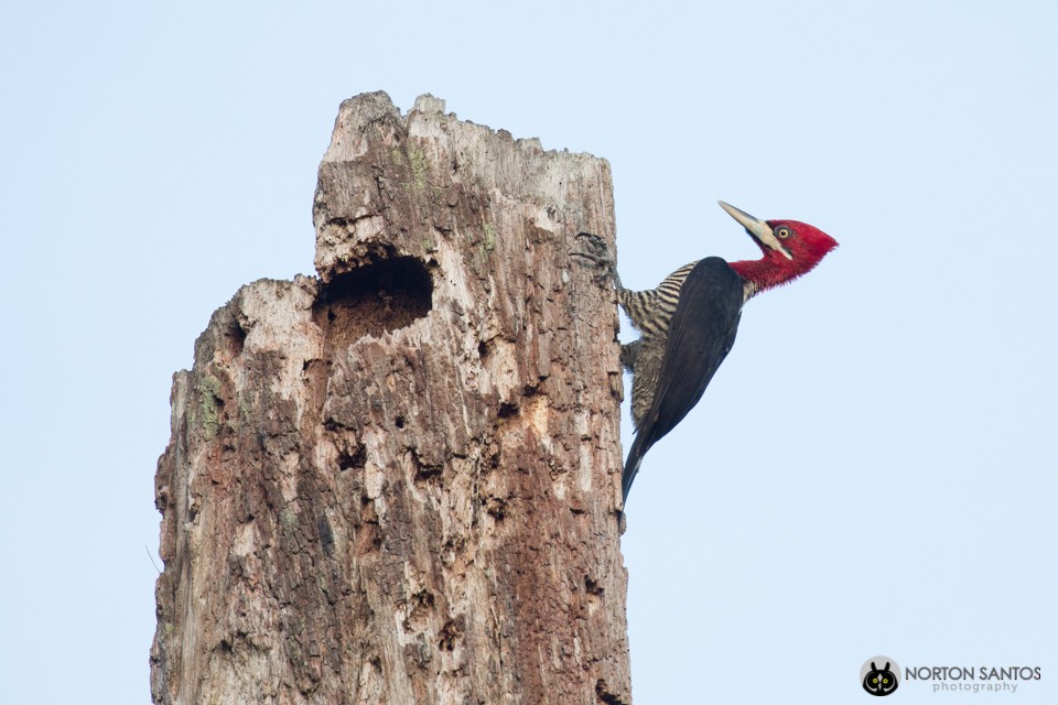 Robust Woodpecker - Norton Santos