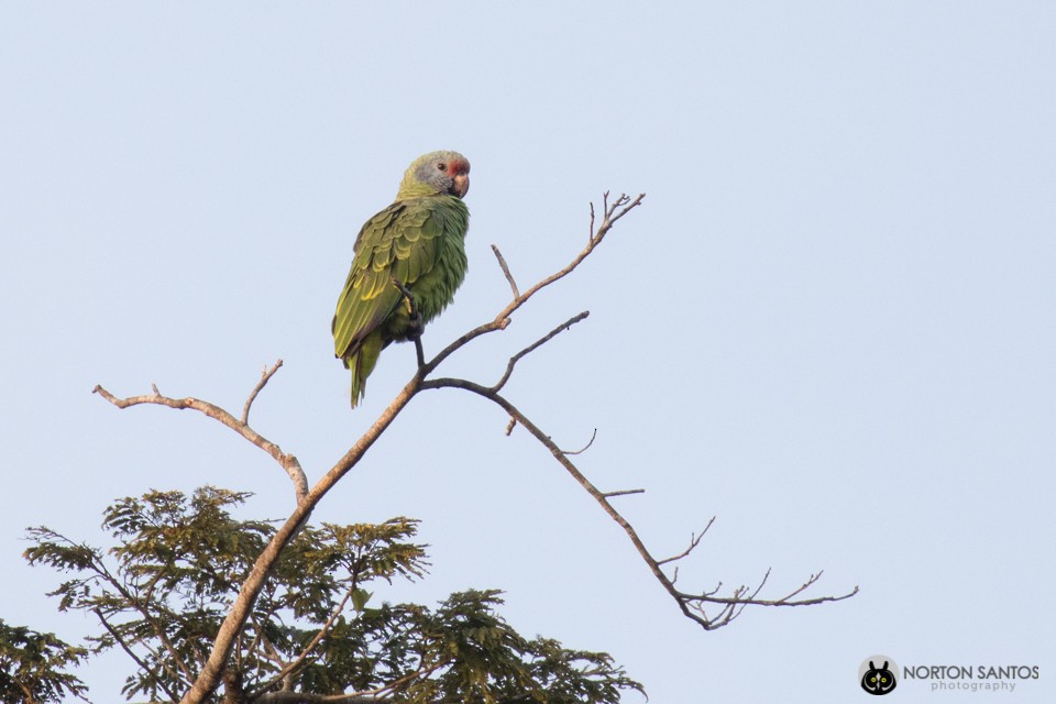Red-tailed Parrot - ML63687321