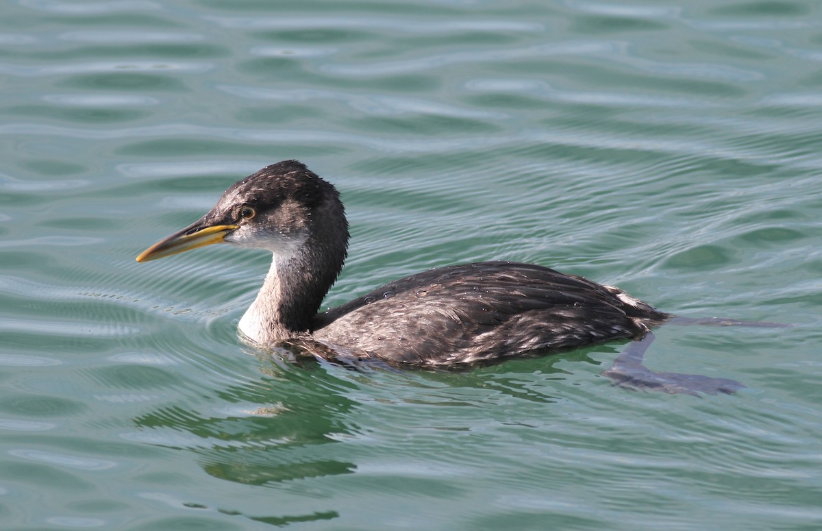 Red-necked Grebe - ML63688501