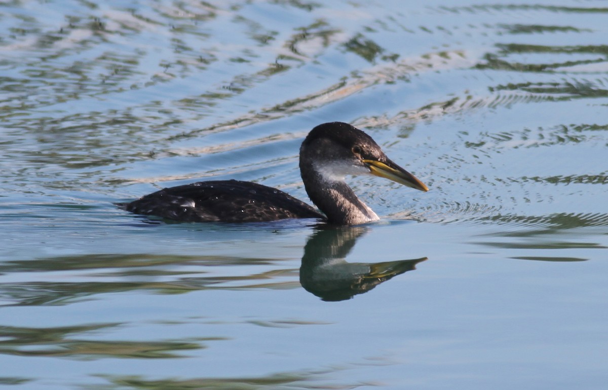 Red-necked Grebe - ML63688531