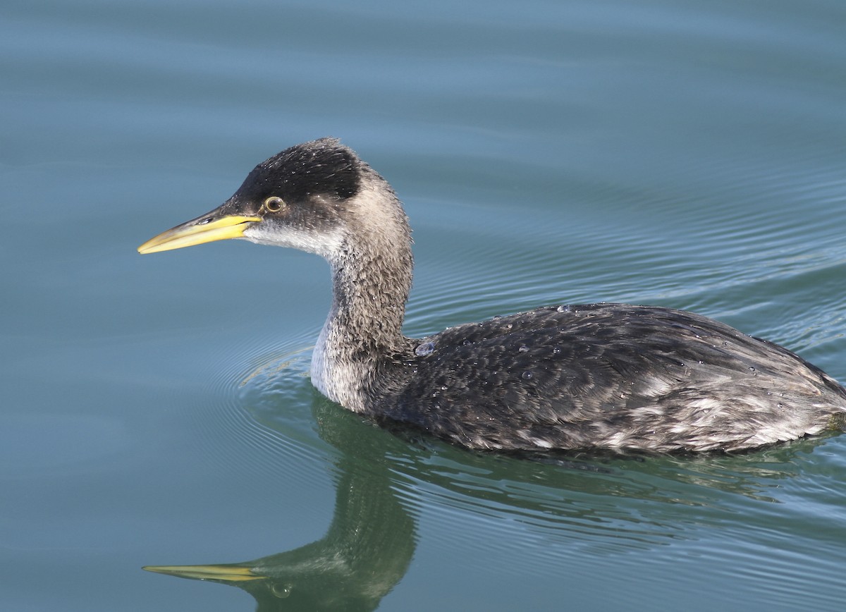 Red-necked Grebe - ML63688551