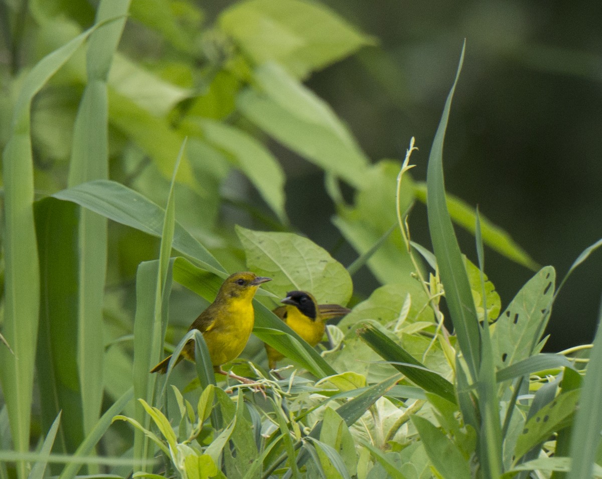 Olive-crowned Yellowthroat - ML63688591