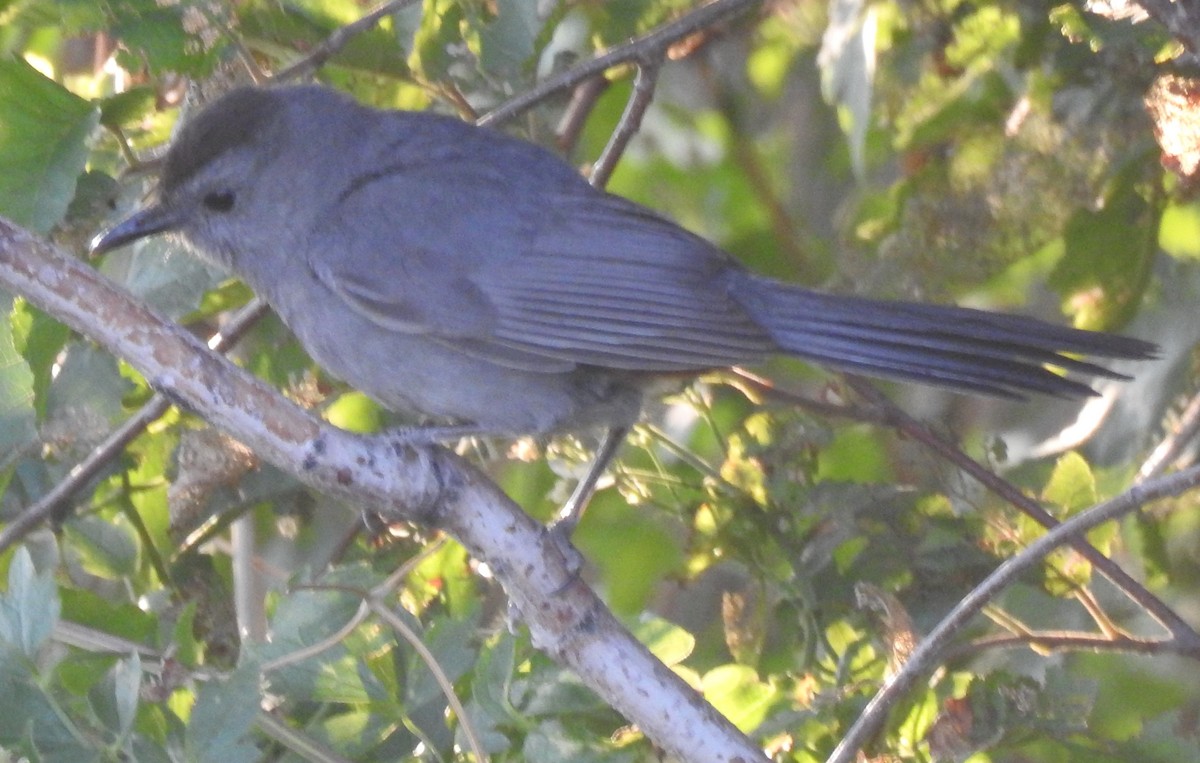 Gray Catbird - ML63689981