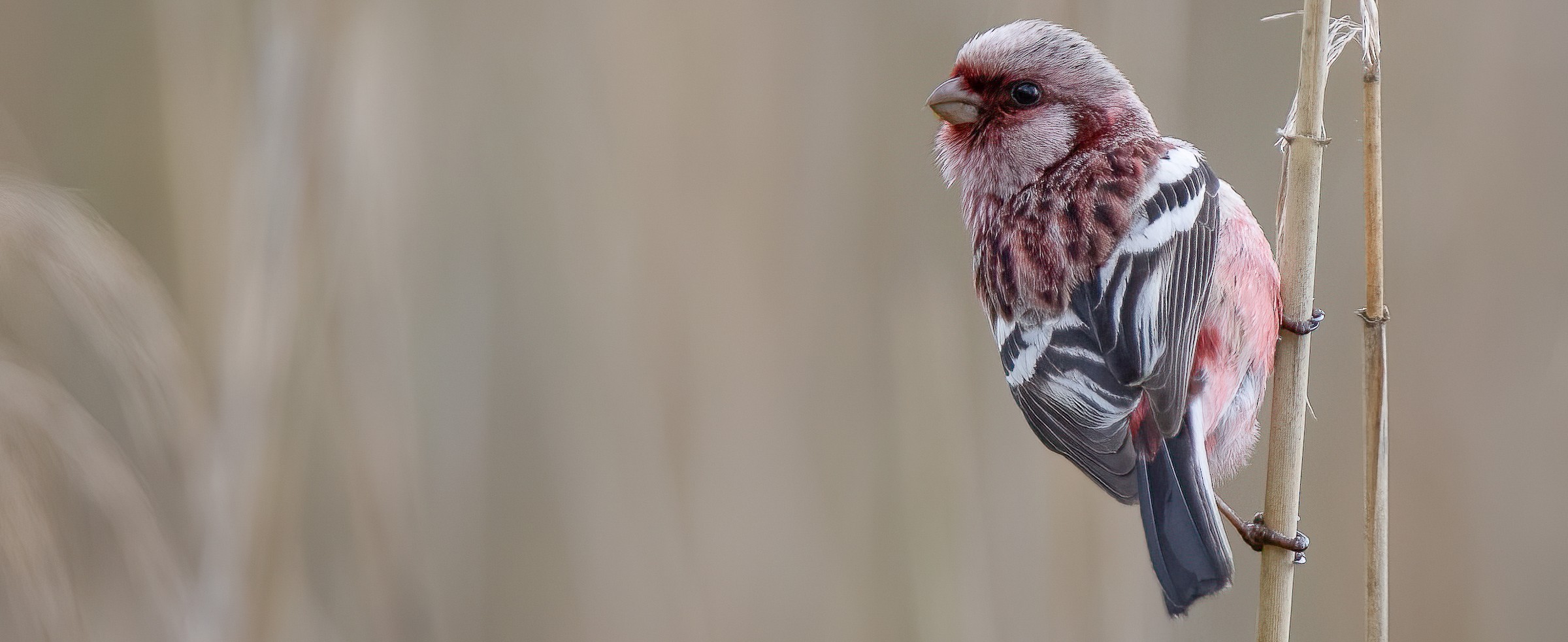 Long-tailed Rosefinch (Siberian)