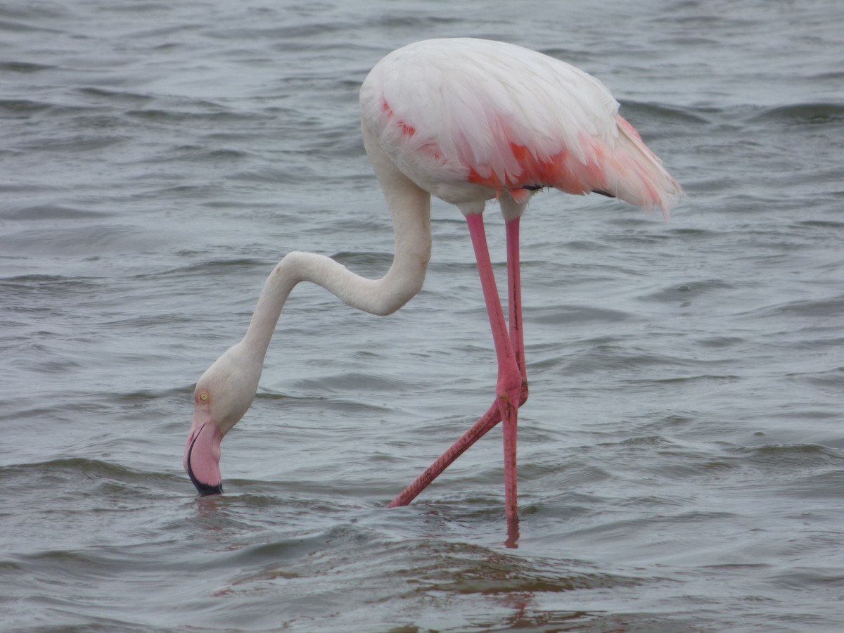 Greater Flamingo - Bill Crins