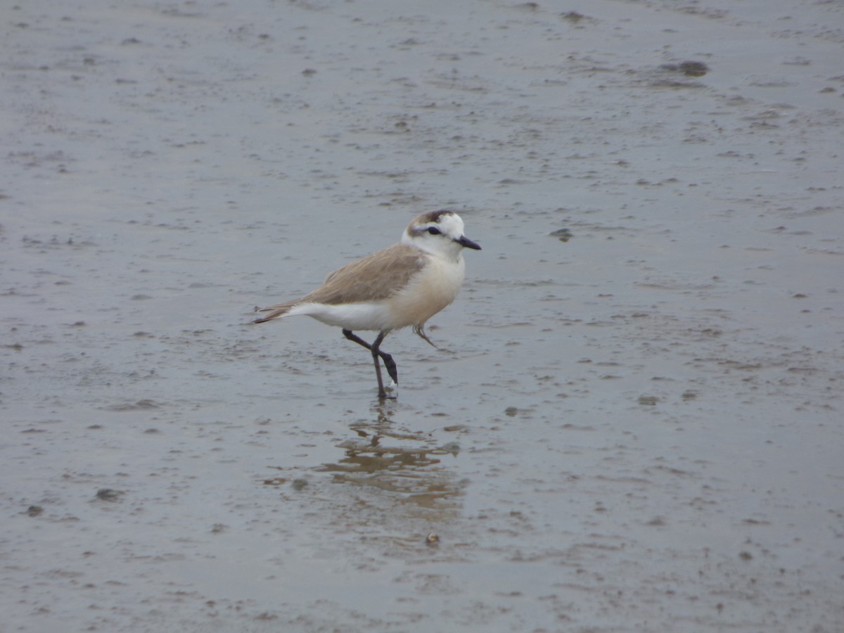White-fronted Plover - Bill Crins