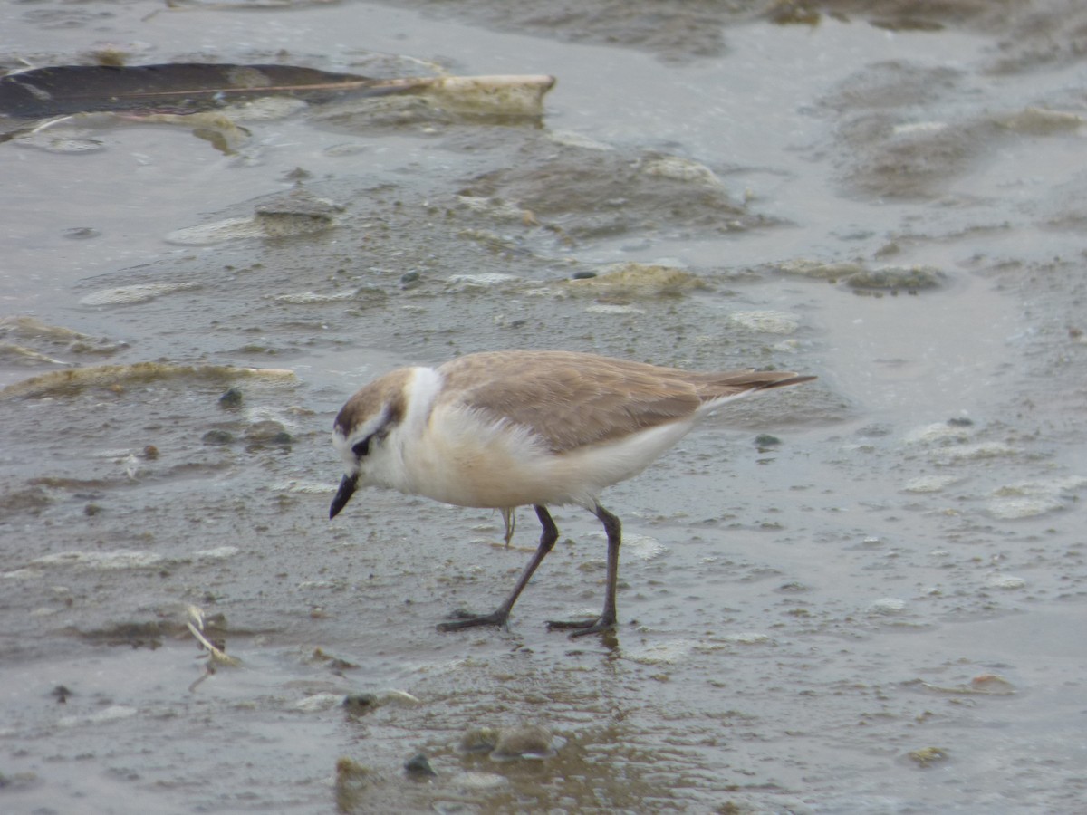 White-fronted Plover - ML63690491