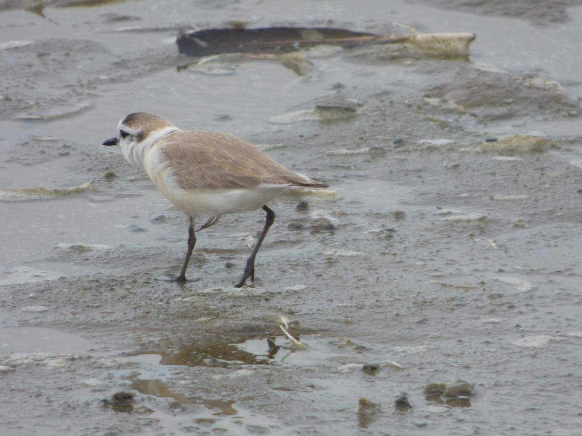 White-fronted Plover - ML63690501