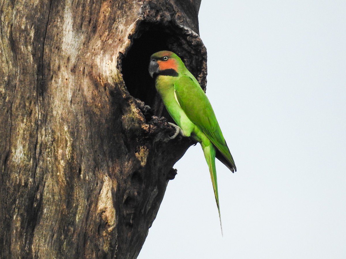 Long-tailed Parakeet - Pam Rasmussen