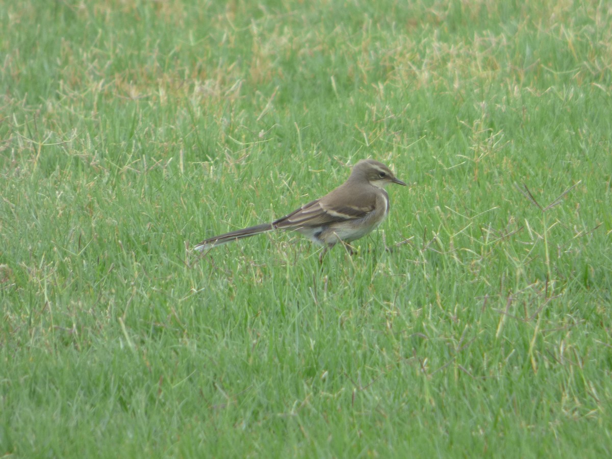 Cape Wagtail - ML63690911