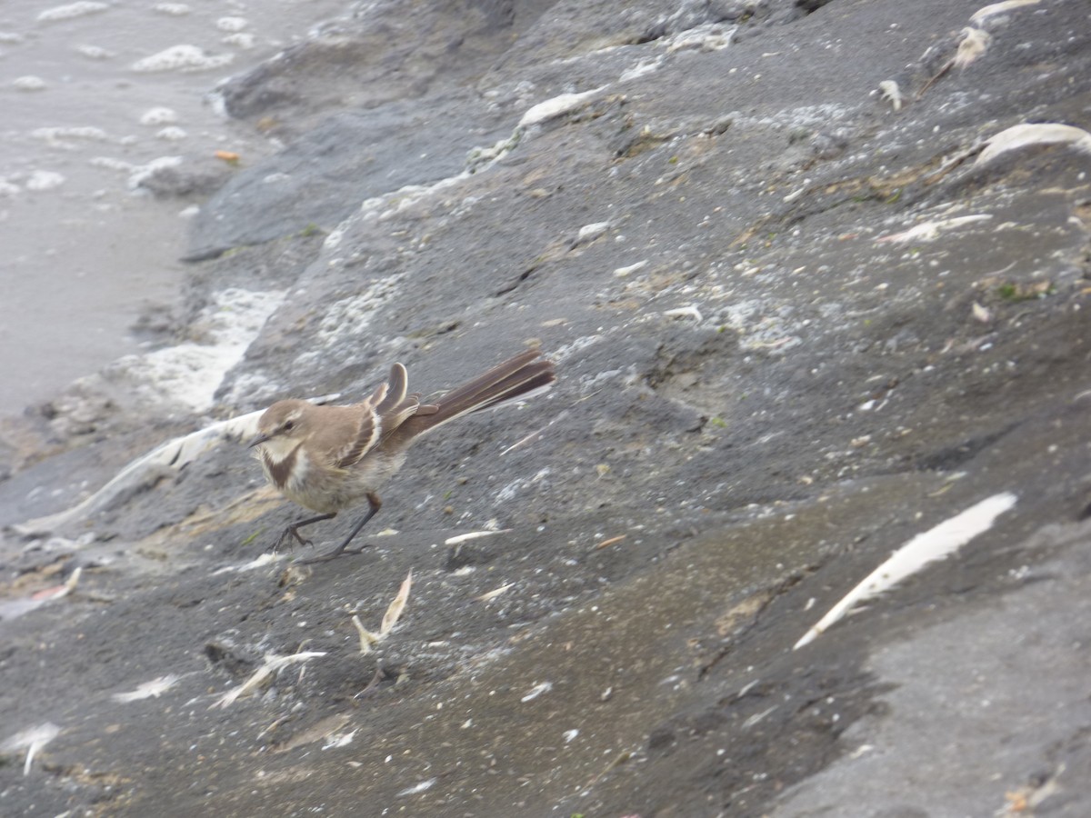 Cape Wagtail - ML63690931