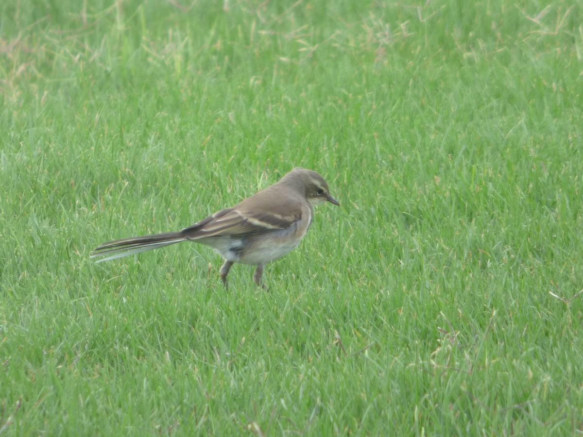 Cape Wagtail - ML63690951